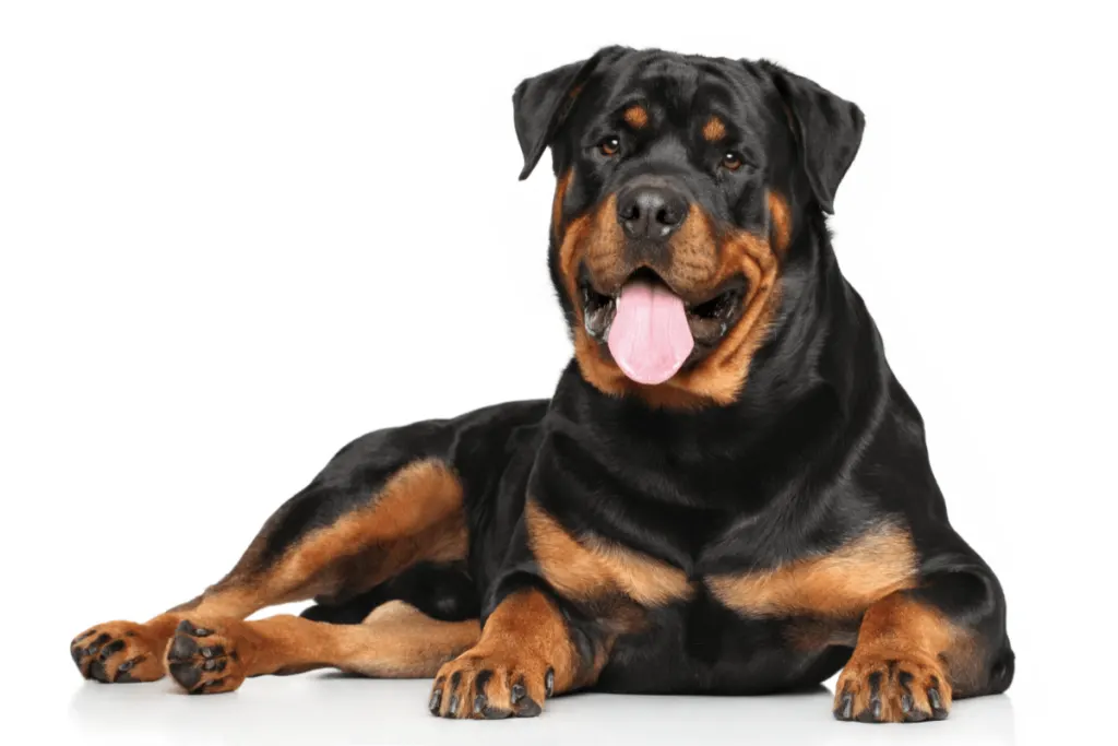 can rottweiler be red