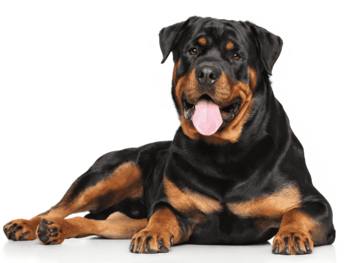 Rottweilers 101: How to Recognize a Purebreed – The German Shepherder