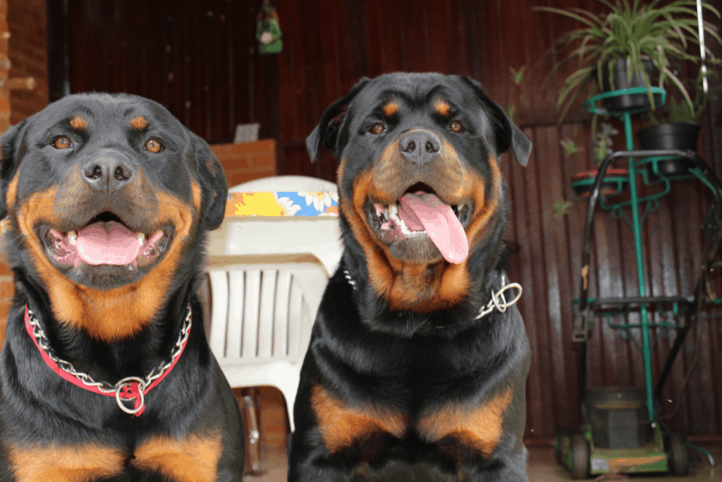 two Rottweilers