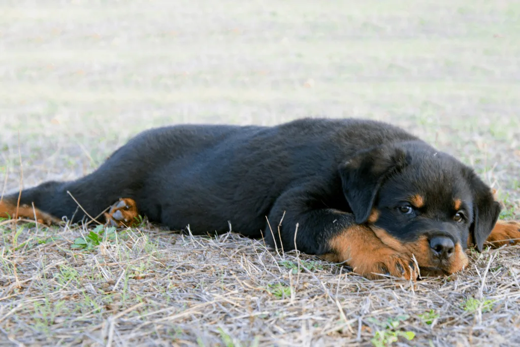 Rottweiler puppy in yard