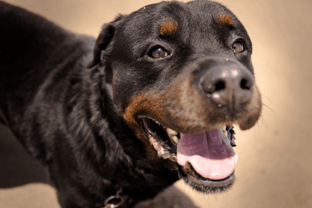 A Rottweiler’s Sense of Smell: How Good is it? – The German Shepherder