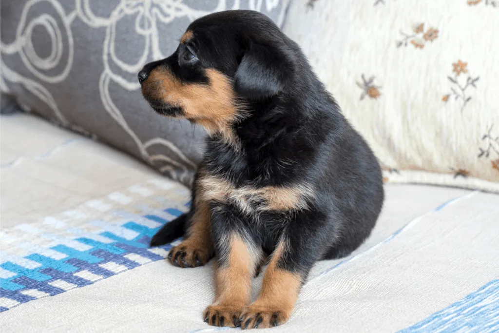 Rottweiler puppy on bed
