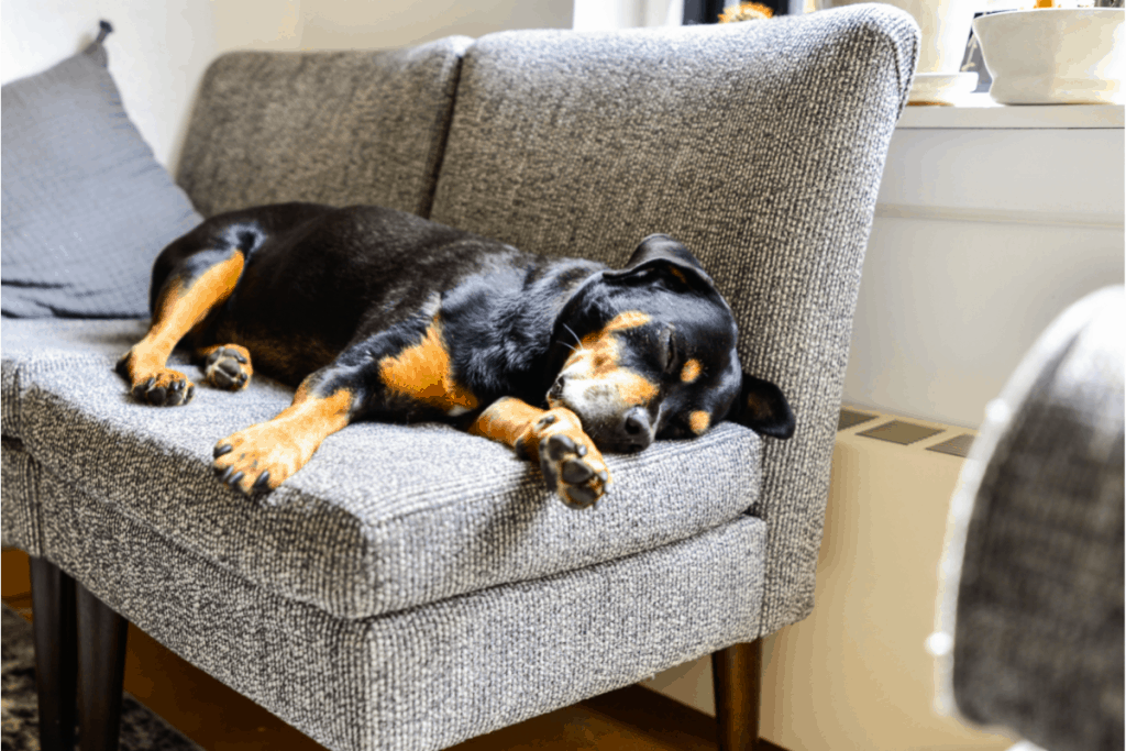 Rottweiler on couch