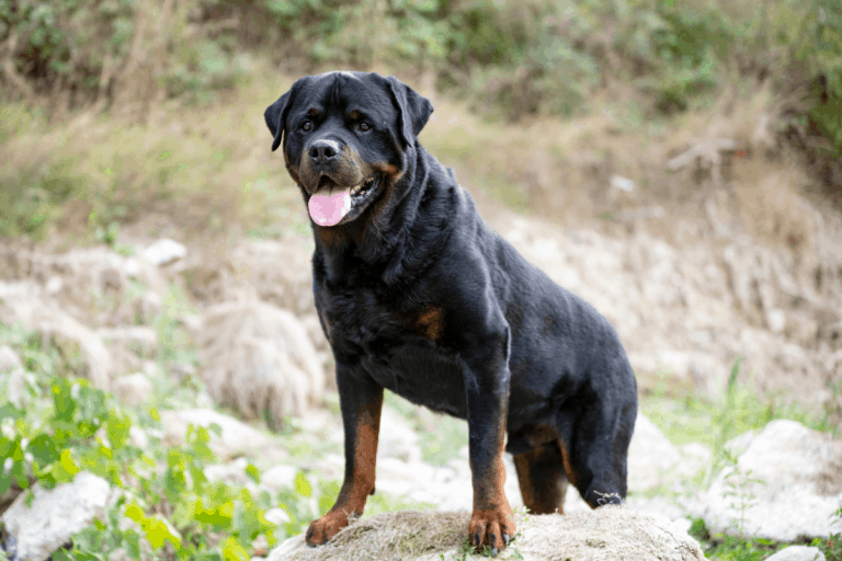 7 Signs That Your Rottweiler Is Overweight - The German Shepherder