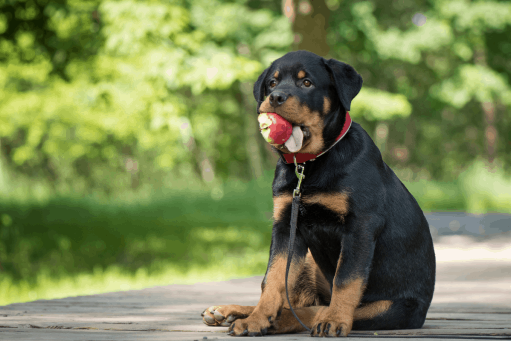 puppy with apple in mouth