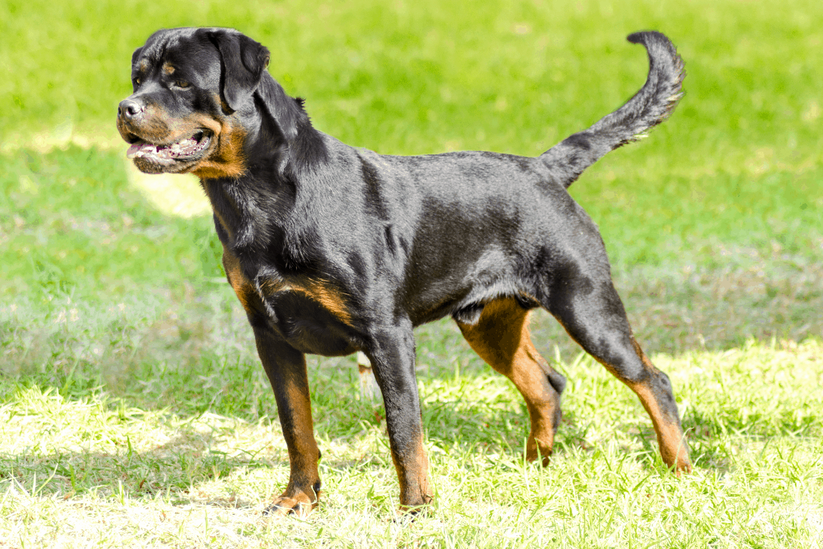 German vs. American Rottie: 12 Differences That Matter – The German ...