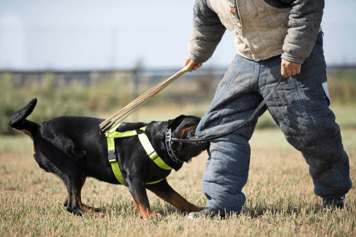 Ancient Rome and Rottweilers: A Fascinating History - The German Shepherder