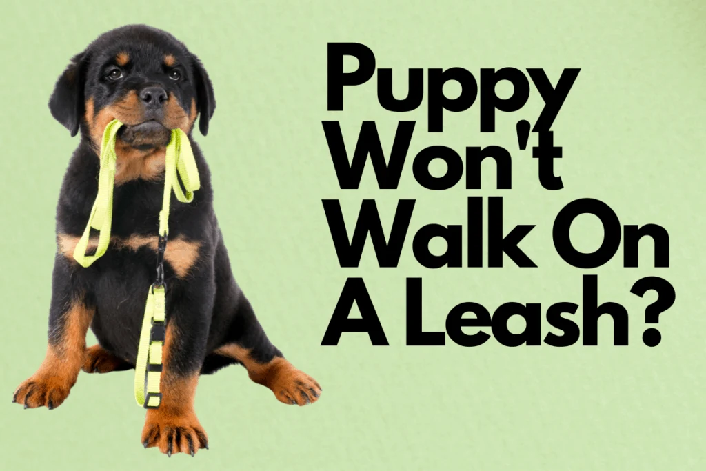 pup holding leash