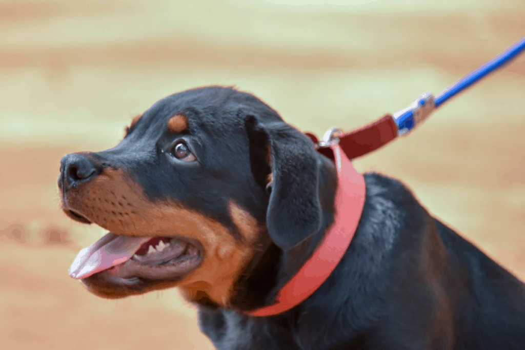 Is Your Rottweiler Walking Enough (Or Too Much?) - The German Shepherder