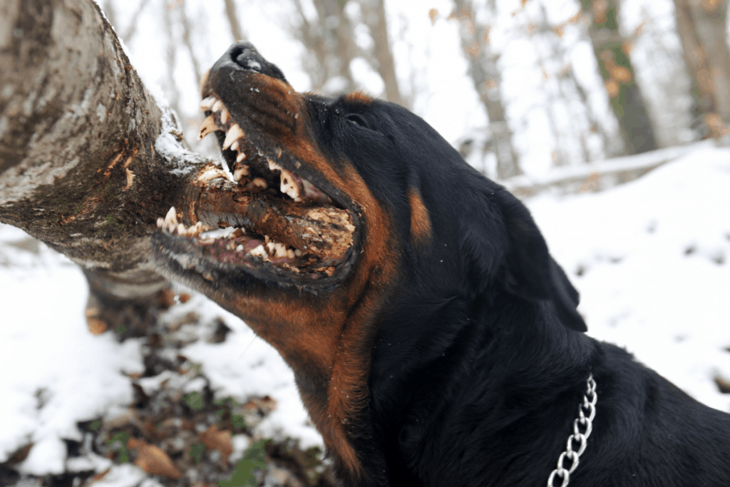 how strong is a rottweilers jaw