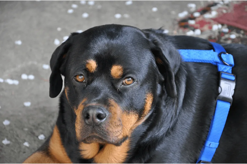 Rottweiler staring at you