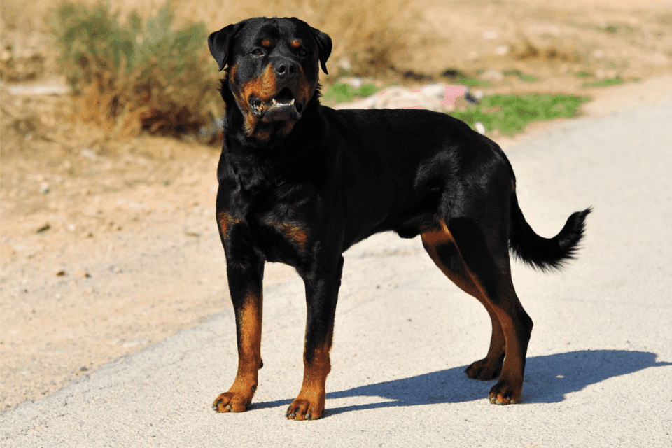 Ancient Rome and Rottweilers: A Fascinating History - The German Shepherder