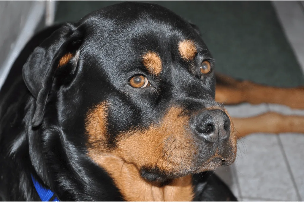 Rottweiler looking up