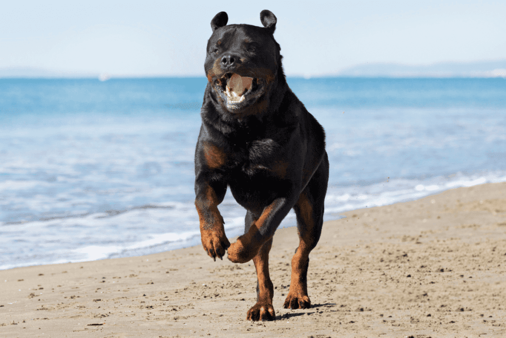 how were rottweilers made