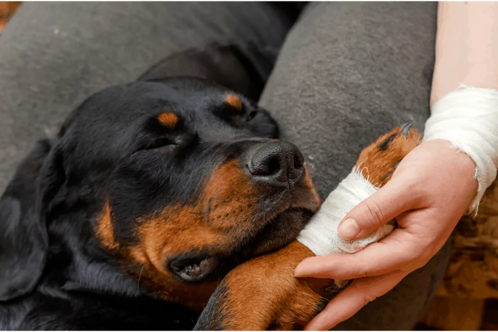 Rottweiler bandage paw