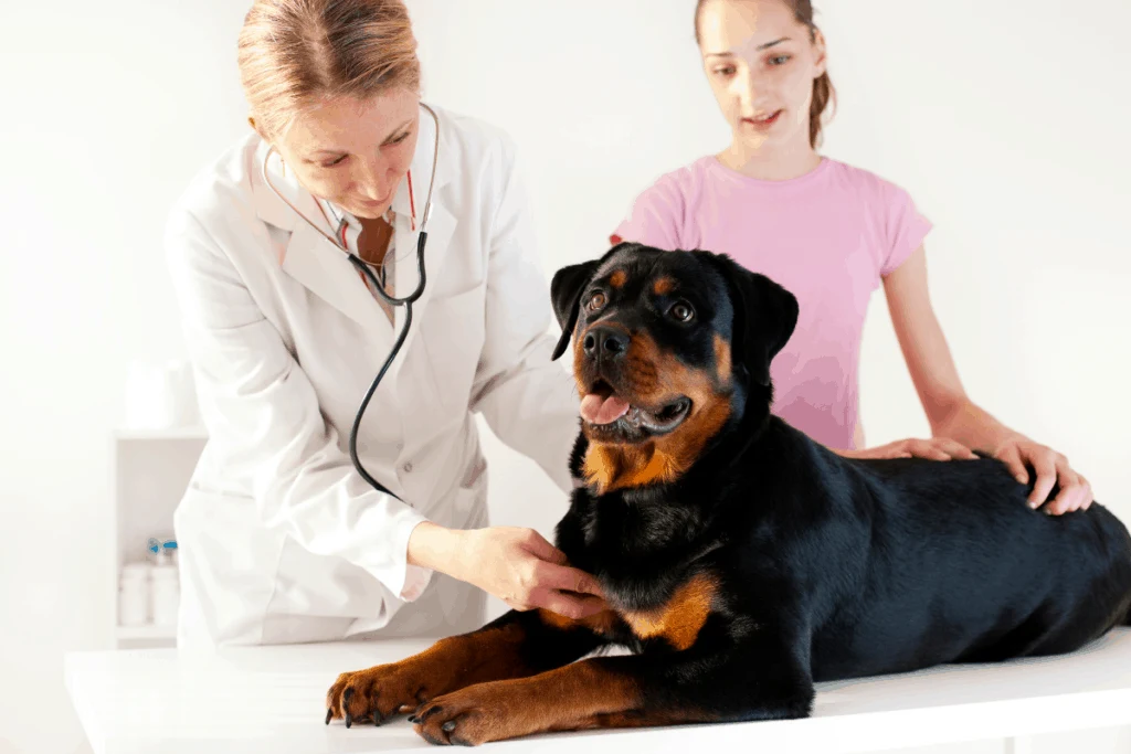 Rottweiler at vet