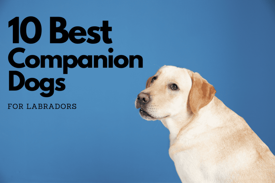 10 Best Companion Dogs For Labradors The German Shepherder