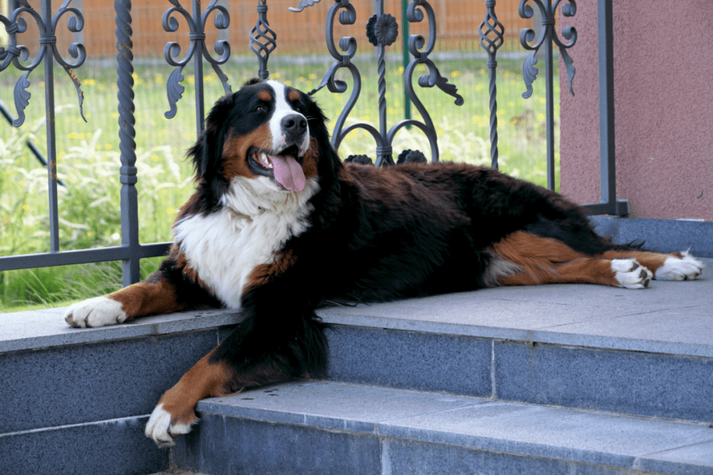 Bernese Mountain Dog