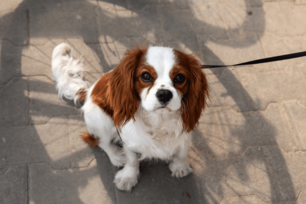 Cavalier King Charles Spaniel