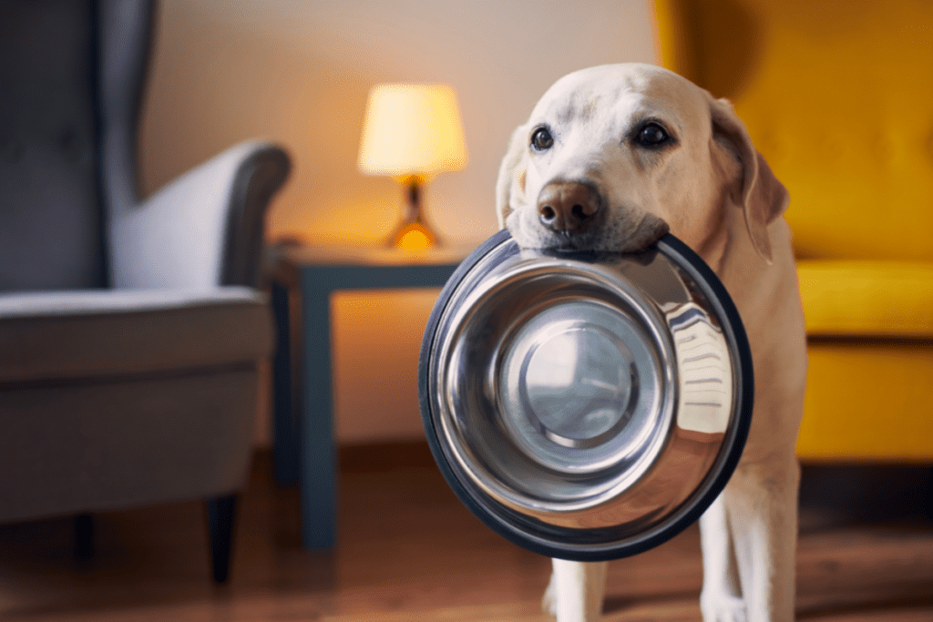 how many calories should a labrador have a day