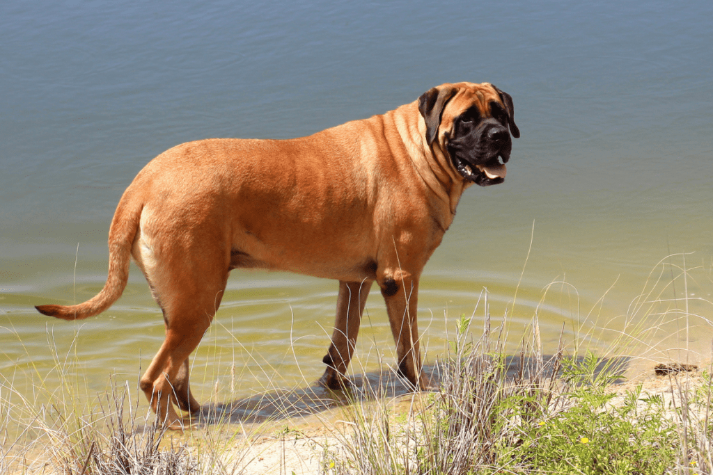 English Mastiff