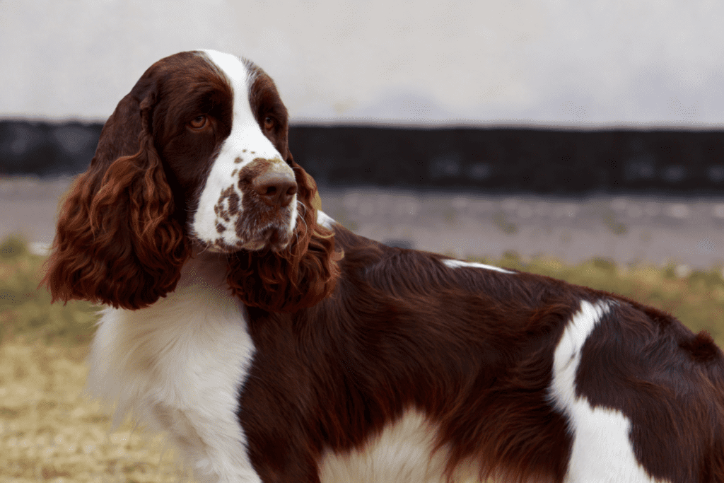 English Springer Spaniel