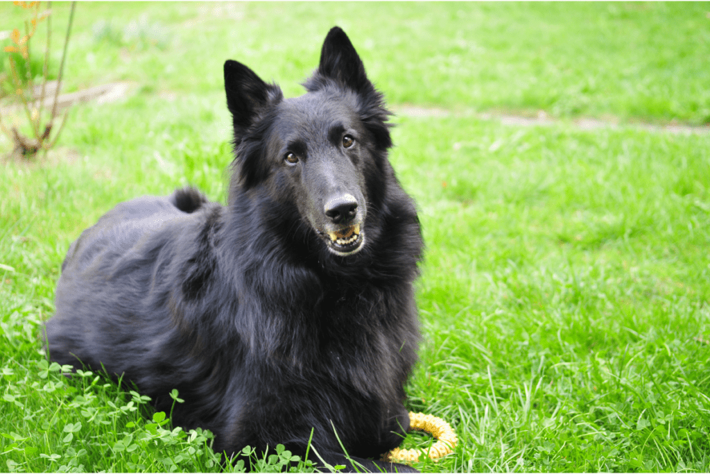 Groenendael Belgian Shepherd