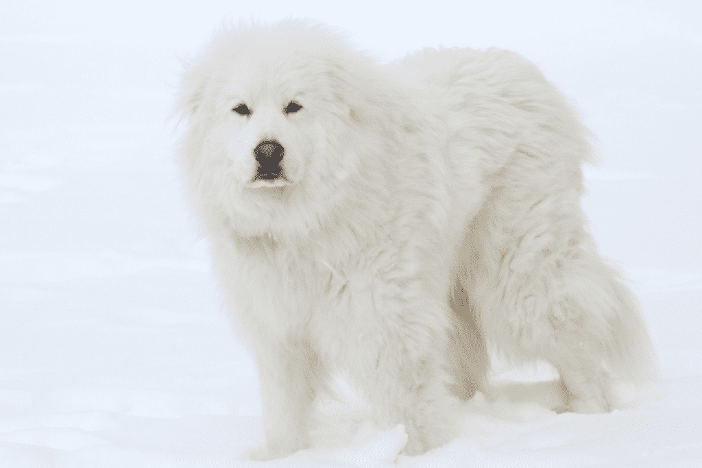 Great Pyrenees