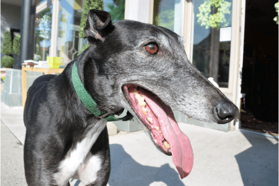 10 Best Companion Dogs For Labradors The German Shepherder