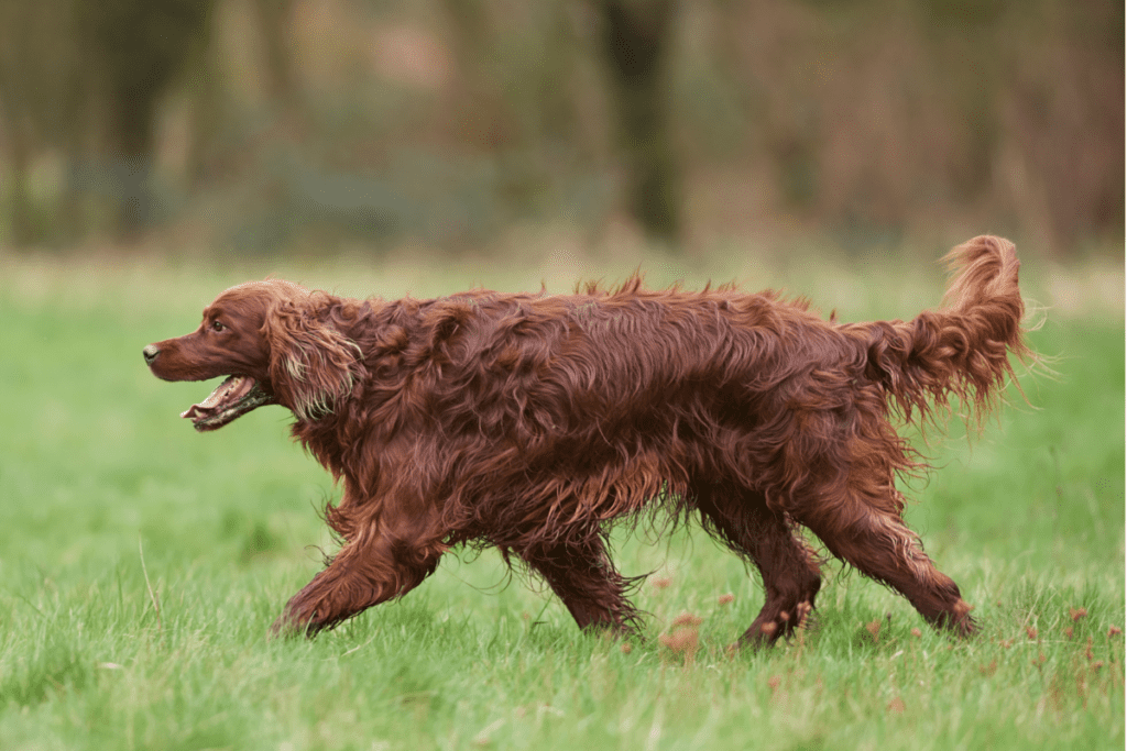 Irish Setter