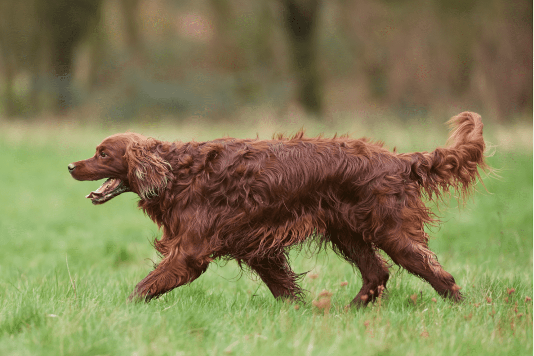 10 Best Companion Dogs For Labradors - The German Shepherder