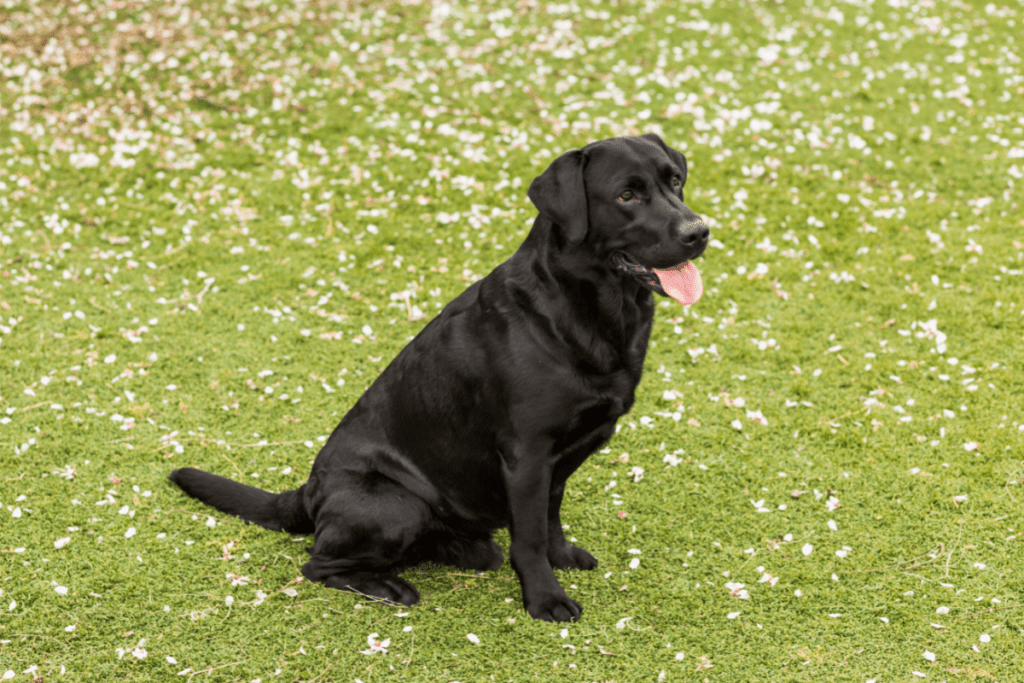 how many calories should a labrador have a day