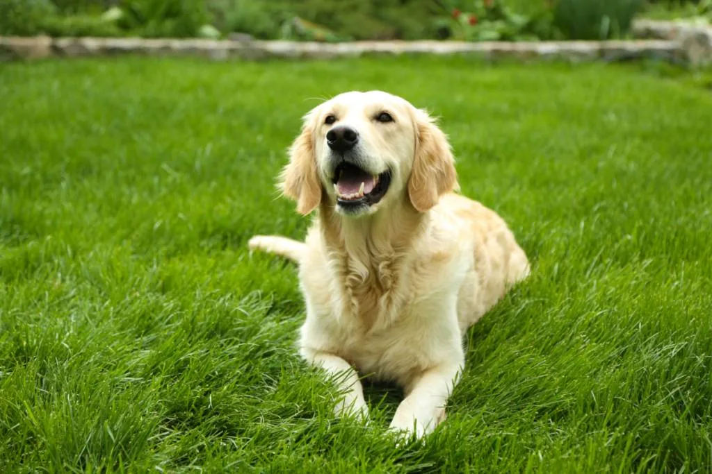 Lab in yard laying