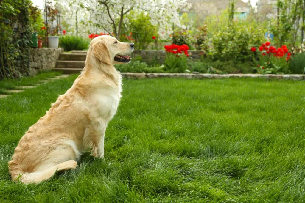 Lab sitting in yard