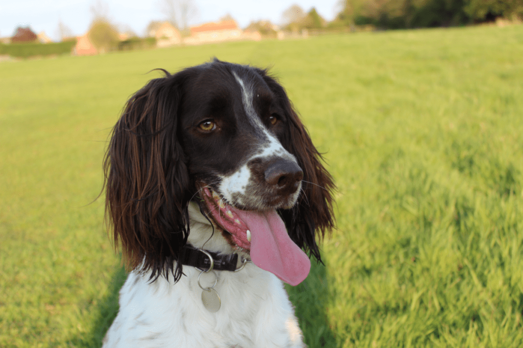 English Springer Spaniel