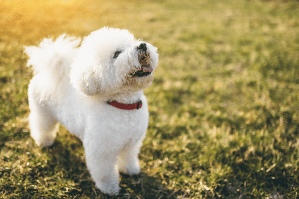 Bichon Frise