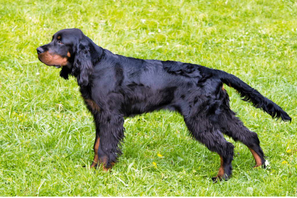 Gordon Setter