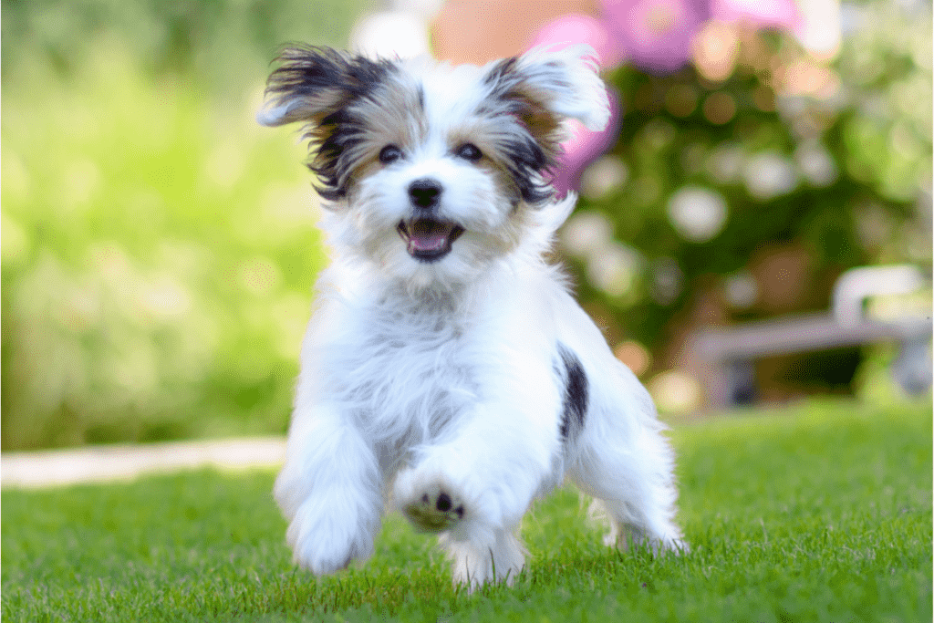 Havanese