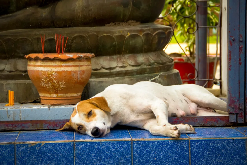 dog lying with incense burning in background in pot