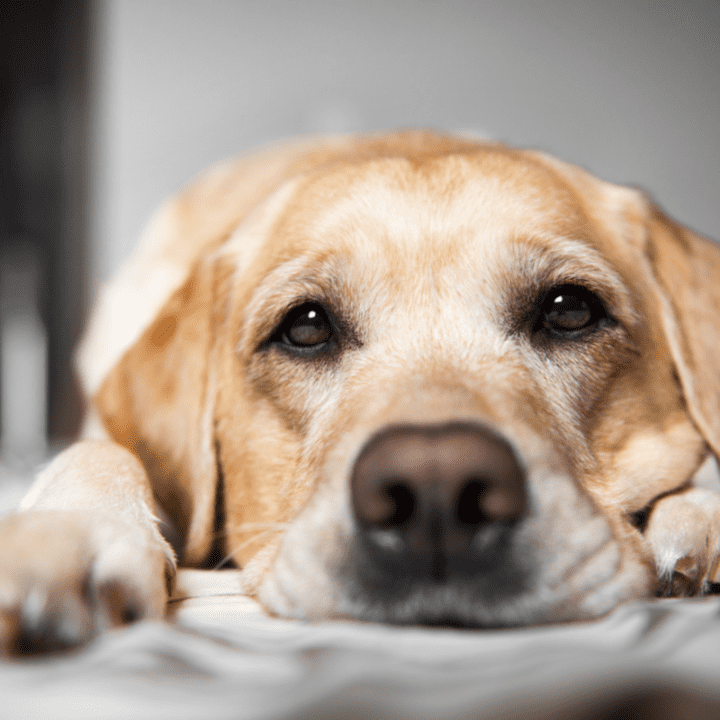 Can Labradors Be Left Alone All Day? How Long Is Too Long? – The German ...