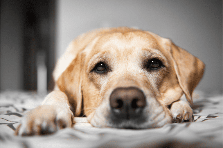 Can Labradors Be Left Alone All Day? How Long Is Too Long? - The German 