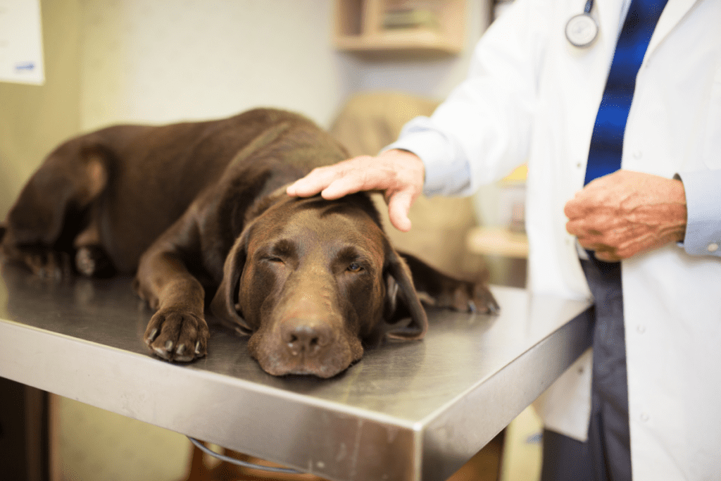 labrador at vet