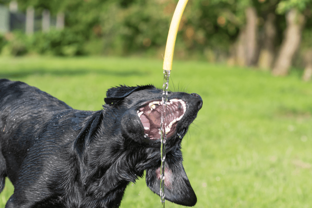 black lab drinking water in the hot sun