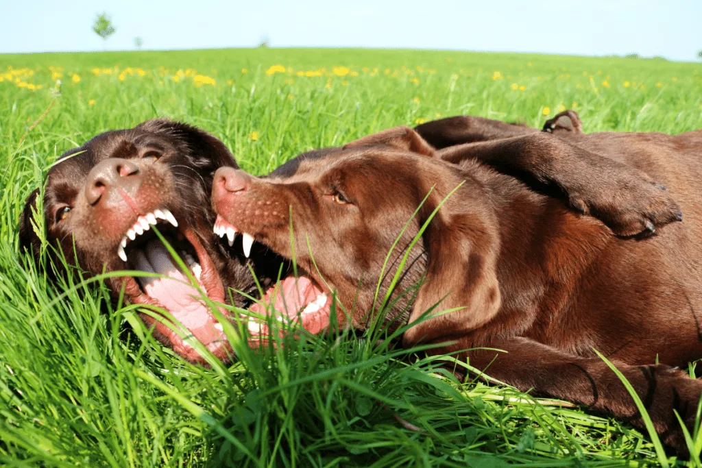 2 Labradors playing showing teeth