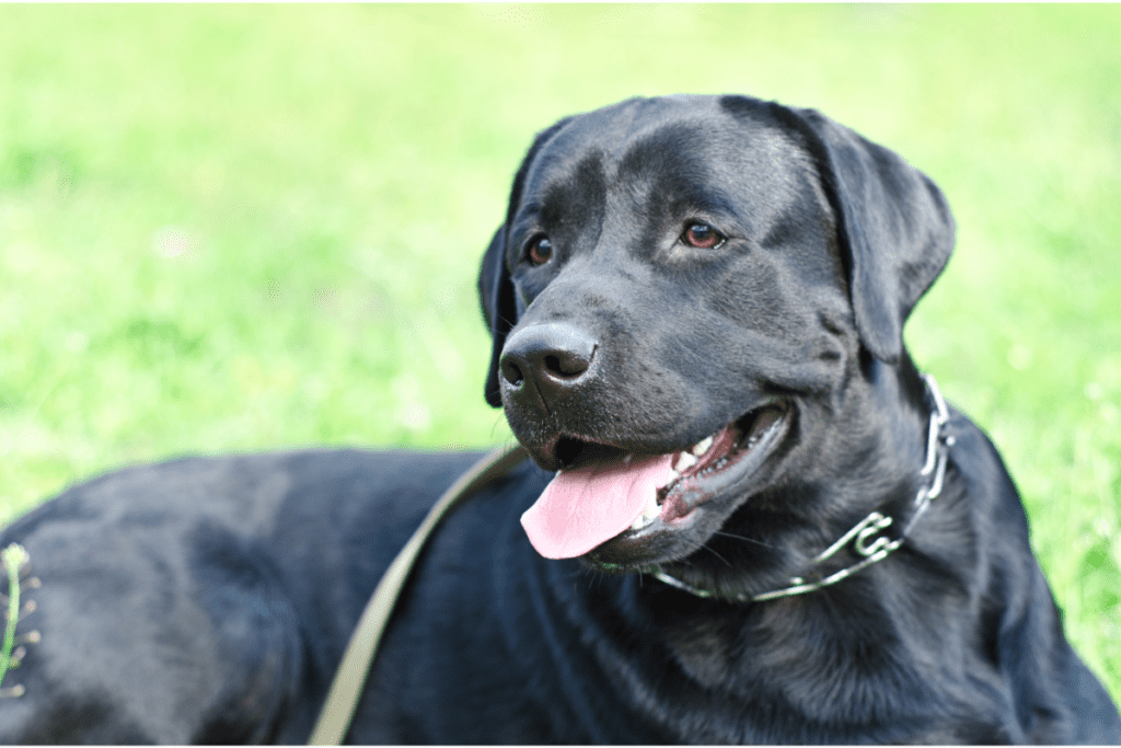 Labrador laying in the grass