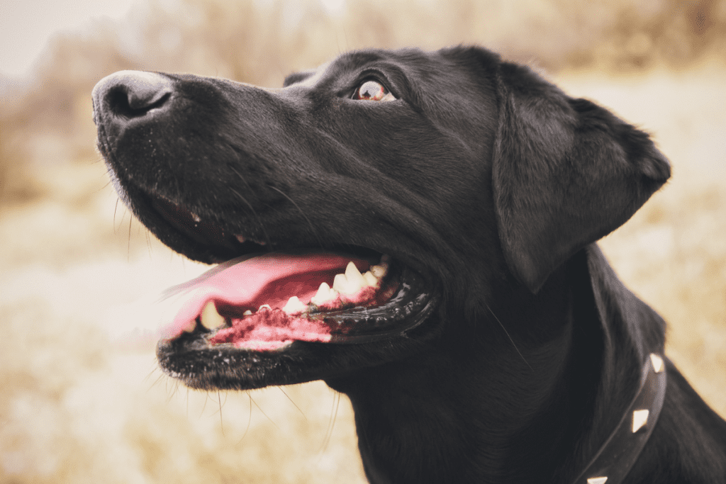 Labrador looking up with teeth showing 