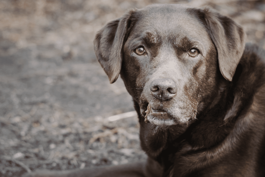 Labrador snarling