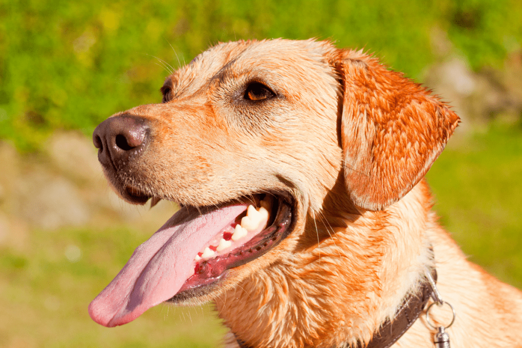 panting wet labrador