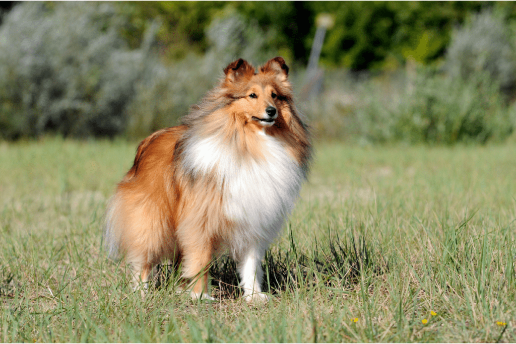 Shetland Sheepdog