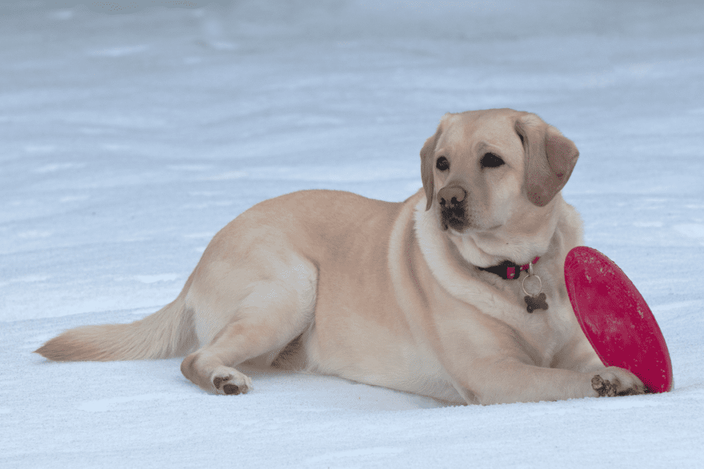 Labrador in the snow